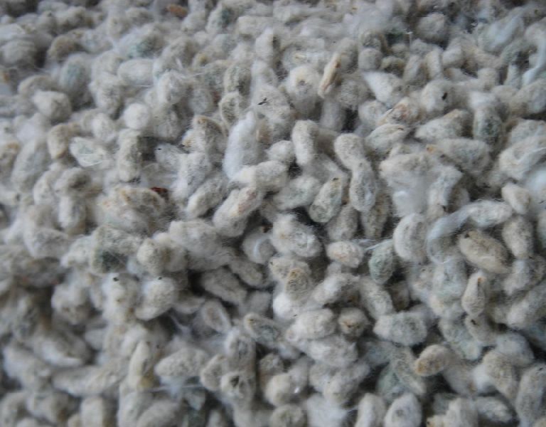 Cotton Seed Buy cotton seed in Nagpur Maharashtra India from Shree