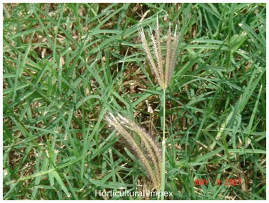 Dichanthium annulatum Grass