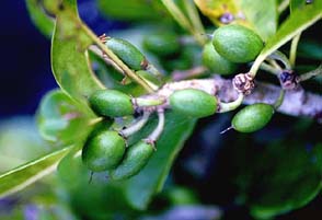 Manilkara hexandra Tree Seed