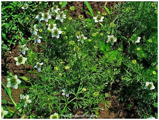 Nigella Sativa