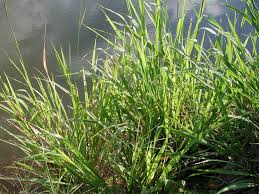 Panicum Maximum Grass Seed