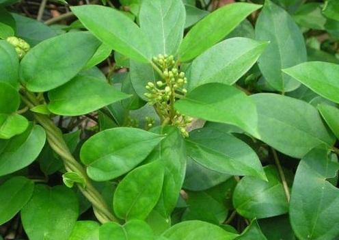 gymnema Leaves