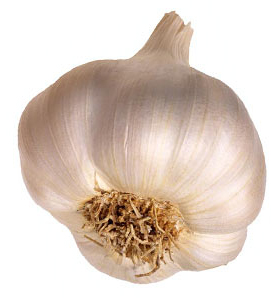 Garlic