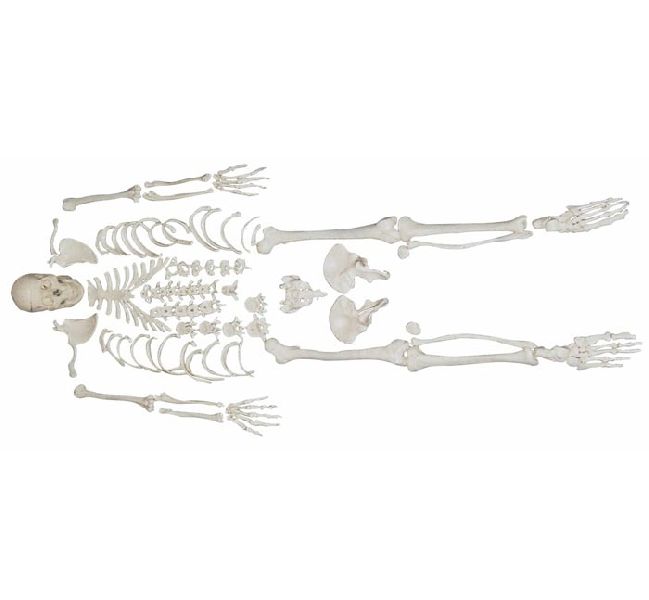 identify the bones on this disarticulated skull