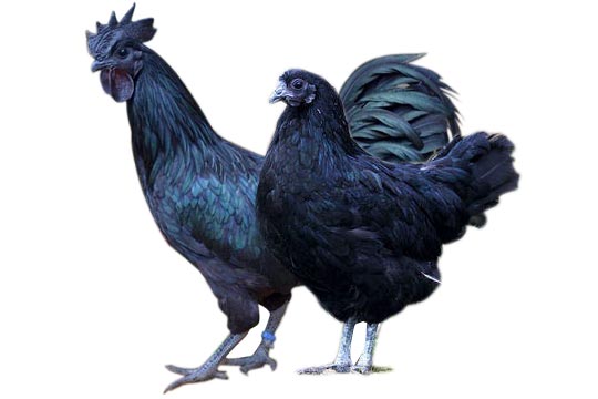 Kadaknath chicken