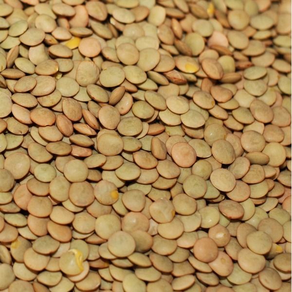 Whole Lentils