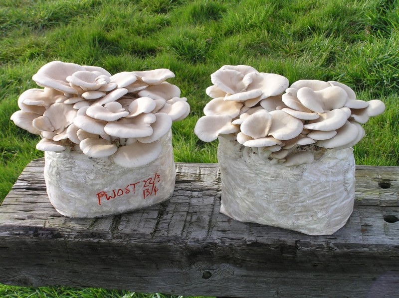 Oyster Mushroom Spawn, Packaging Size : 1kg