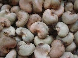 High quality Cashew Nuts