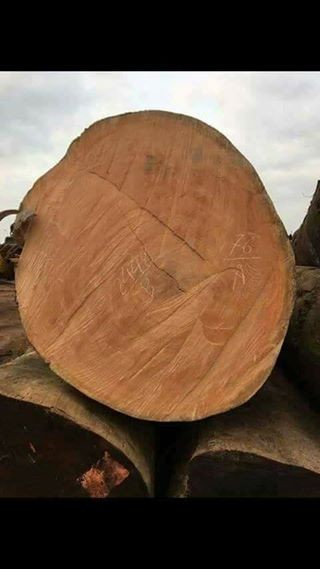 TEAK WOODS,TIMBER AND AFRICAN LOGS FOR SALE