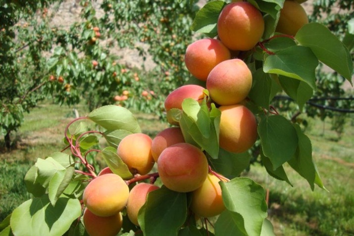 Organic Peach, Taste : Sweet