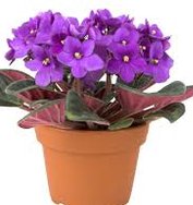 African Violet Plant, Features : Purity, Longer shelf life