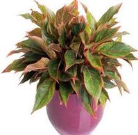 Aglaonema Plant, for Medicine, Feature : Purity, Longer shelf life