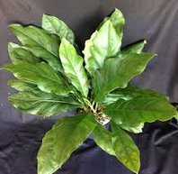 Foliage Anthurium Plant, Feature : Purity, Longer shelf life
