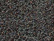Poppy seeds, Color : Black