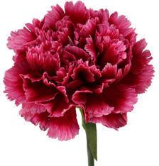 Organic Fresh Carnation Flowers, Feature : Its Rich Fragrance, Freshness