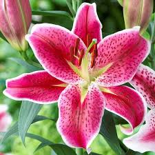Fresh lilies, Feature : Attractive