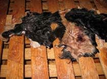 Wet Salted Donkey Hides