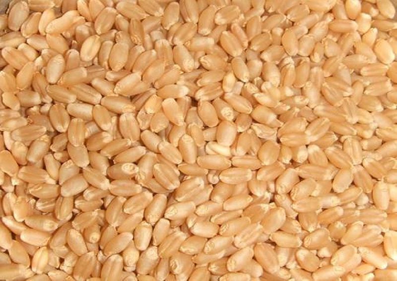 Tukdi Wheat