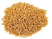 Mustard seeds, Packaging Type : Jute Bag, Plastic Bag