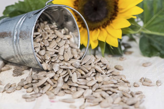 bulk hulled sunflower seeds for birds