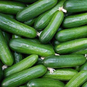 Indu Cucumber, Packaging Type : As Buyer Requirement