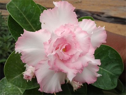 Adenium Pink and white Double