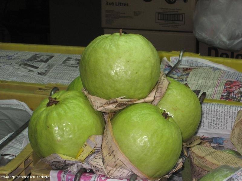 ALLHABAD Guavas