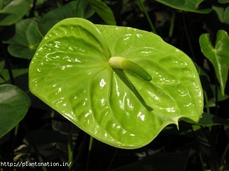 Anthurium Green, Size : 1-2 feet