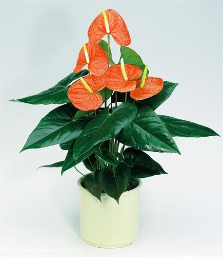 Anthurium Orange