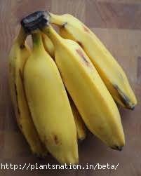 Sadha Banana