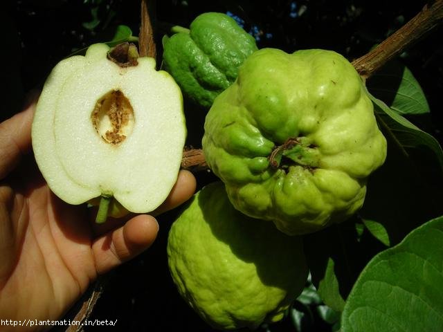 SEEDLESS GUAVA