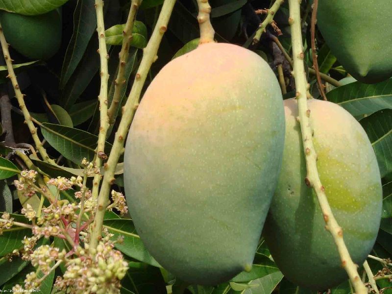Kesar mango, Size : 1-2 feet