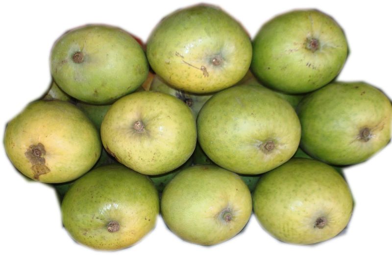 Kothaplli Kobbari mango, Size : 1-2 feet