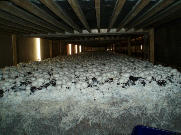 Mushrooms Shelf System