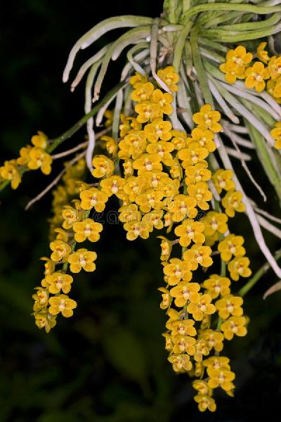 Chiloschista Yellow leafless plant