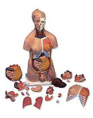 human anatomical models