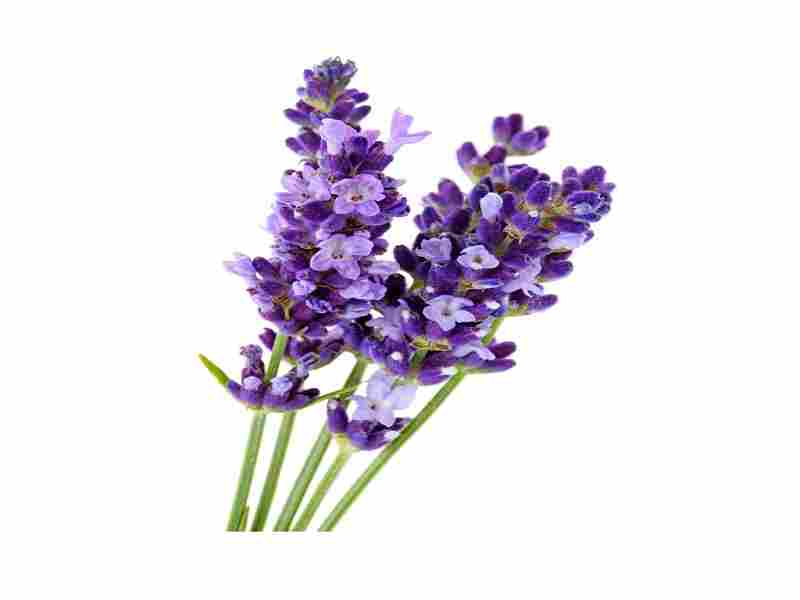 Spike Lavender Oil, for Cosmetics, Pharmas, Aromatherapy