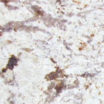 Snow White Granite