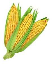 Round Common yellow maize, for Human Food, Style : Fresh