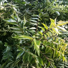 Curry leaves, Color : Green