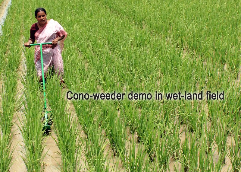 rice weeder