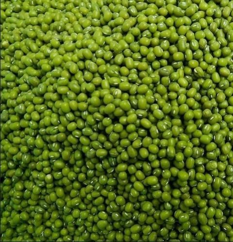 green mung beans