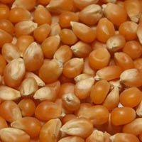 Popcorn Seeds