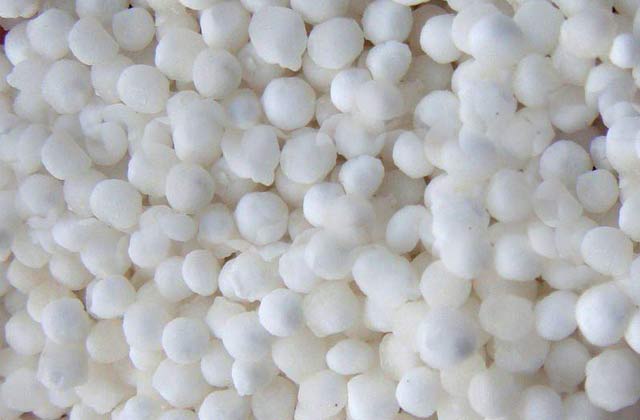 Sago Seeds, Color : White