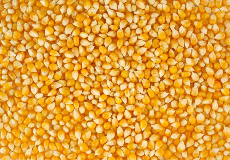 Yellow maize, Style : Dried