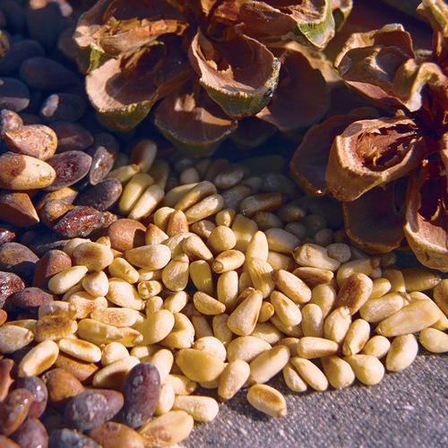 Pine Nuts, Packaging Size : 1-5 Kg