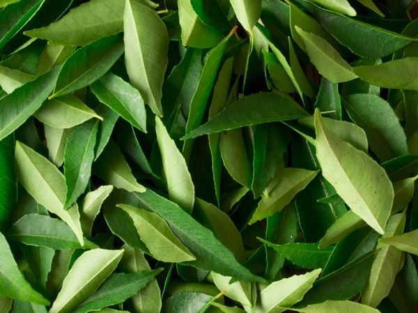 Curry leaves, Color : Natural Green