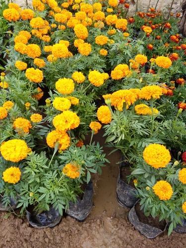 Hybrid Marigold (Genda) Plant