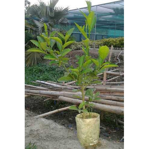 Thai lemon Plant
