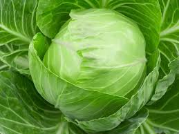 Organic Fresh Cabbage, for Food, Color : Green